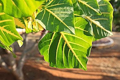 废土经营建设《Post-Apo Builder: Prologue》登陆steam 